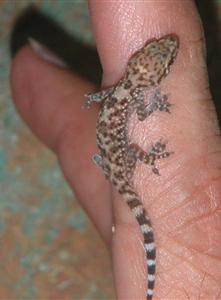 Small gecko on the floor in Tucson