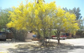 Palo Verde tree blooming in the Tucson desert